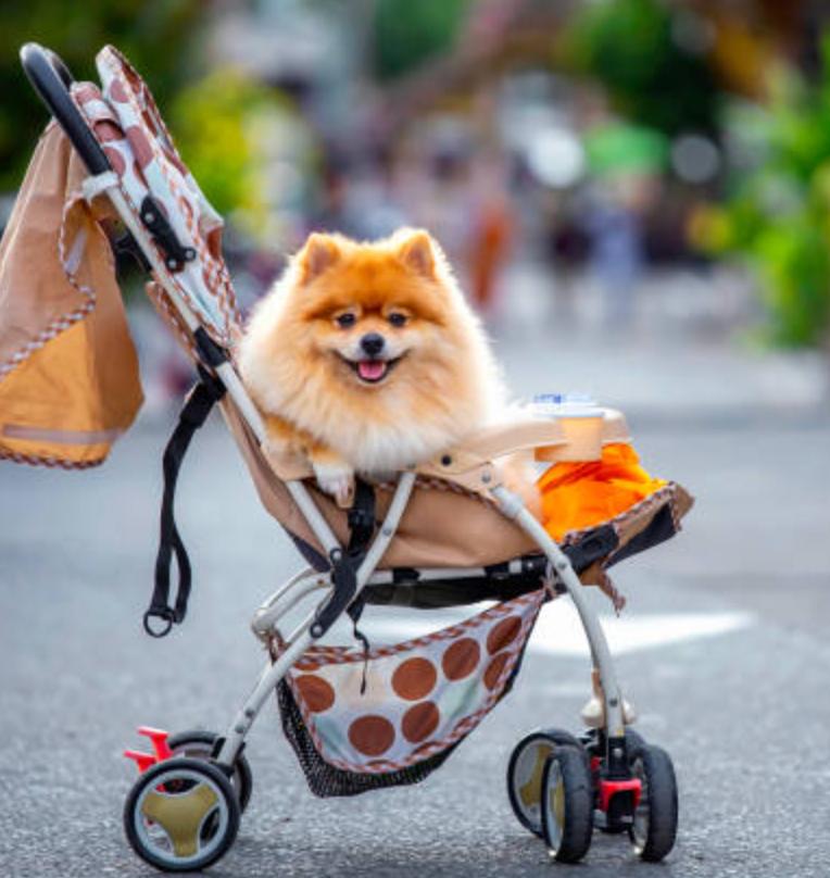 STROLLERS & CARRIERS