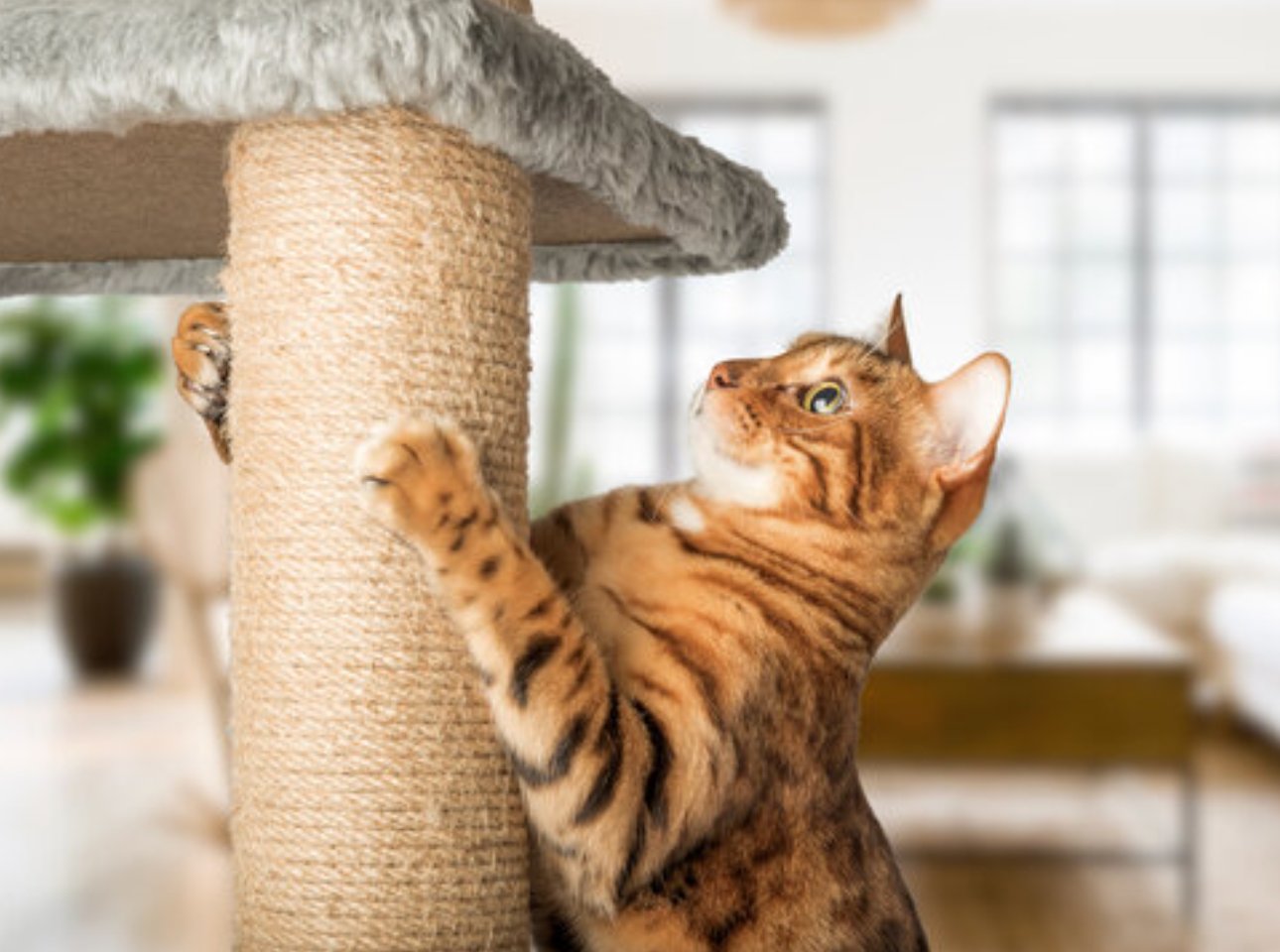 SCRATCHING POSTS