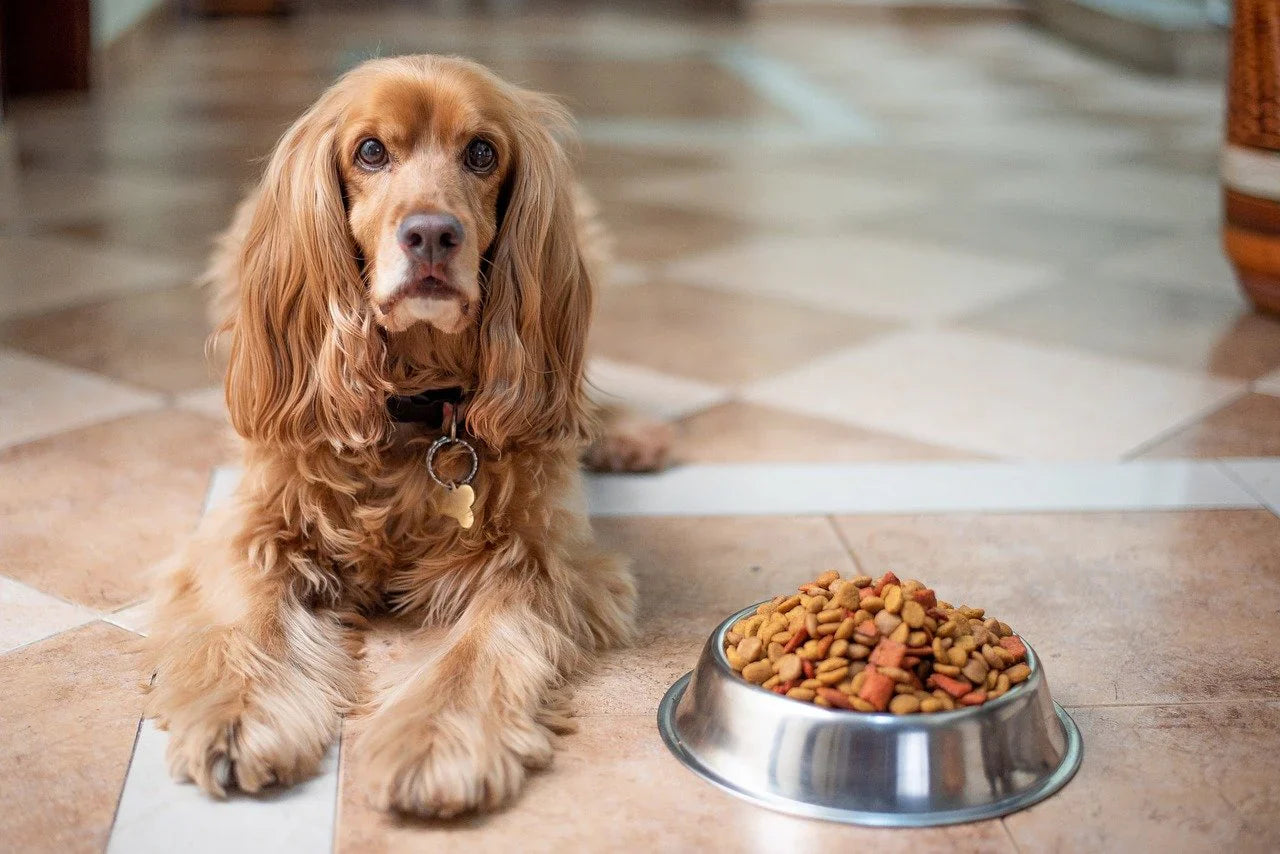 PET FOOD